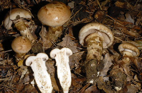 Wurzelnder Fälbling (Hebeloma radicosum) - © Heinz Prelicz Wurzelnder Fälbling (Hebeloma radicosum) - © Heinz Prelicz